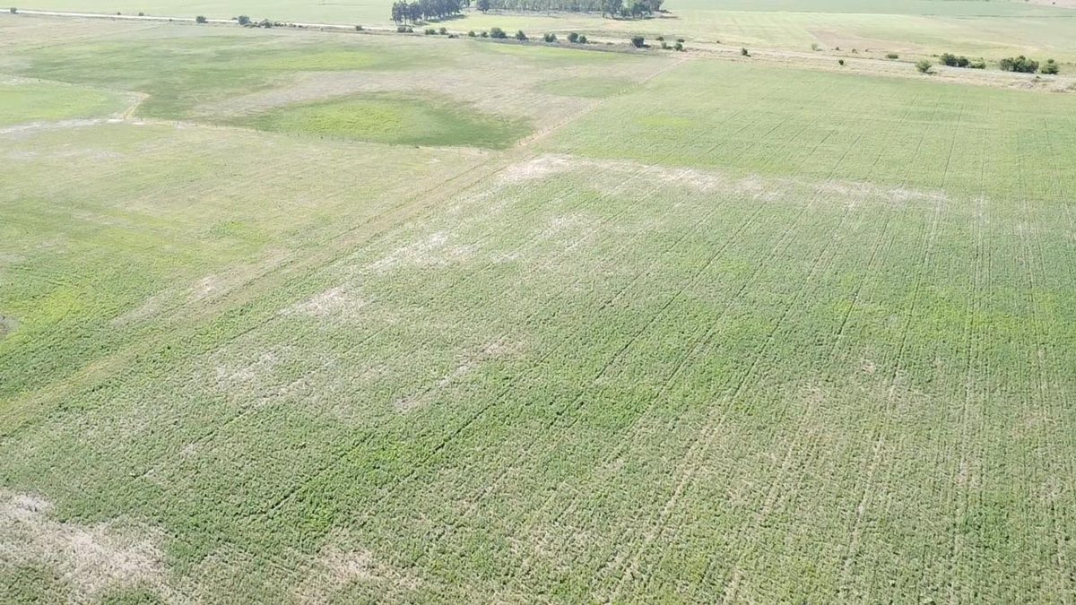 Campo en Venta en Saladillo, Buenos Aires Interior