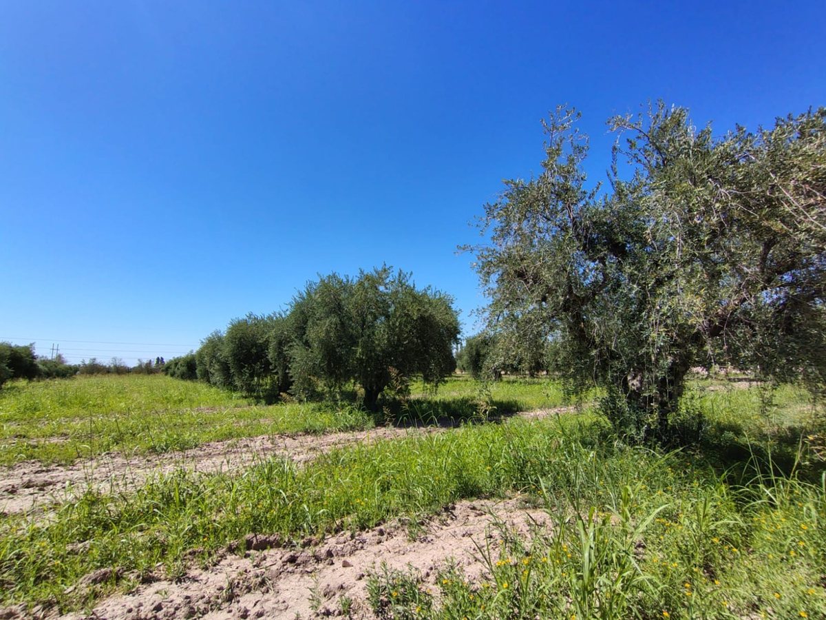 Lote en Venta en Maipu, Mendoza