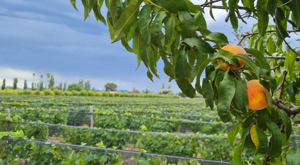 Quinta en Venta en San Rafael, Mendoza