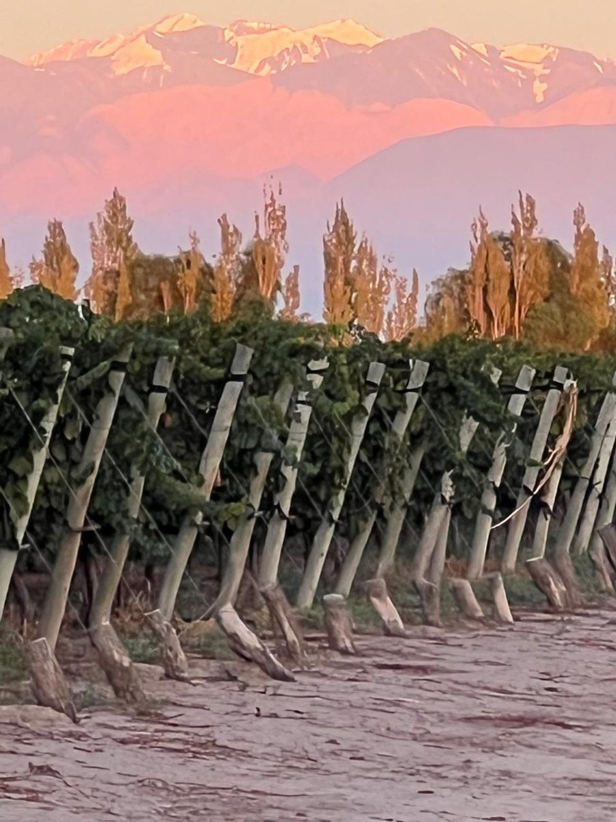 Campo en Venta en Rivadavia, Mendoza
