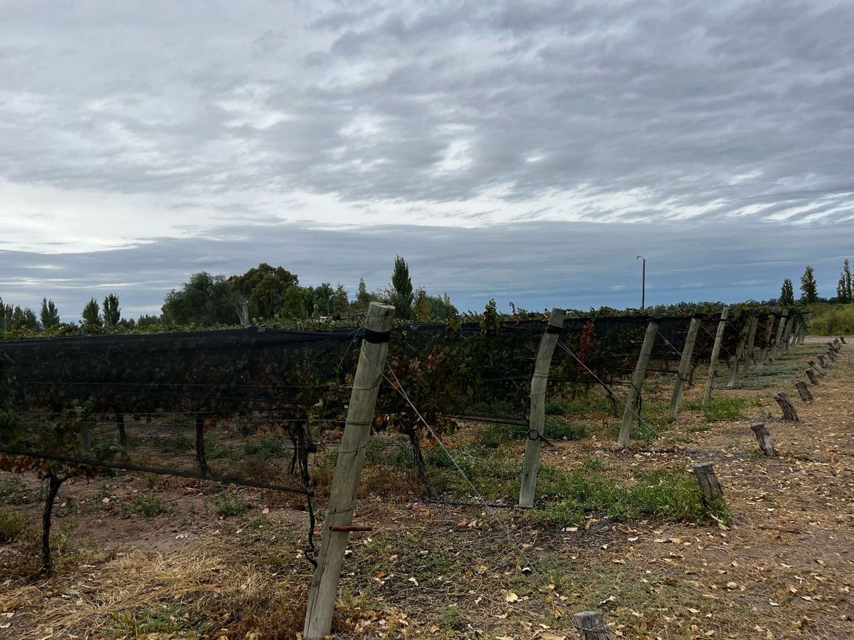 Campo en Venta en Rivadavia, Mendoza