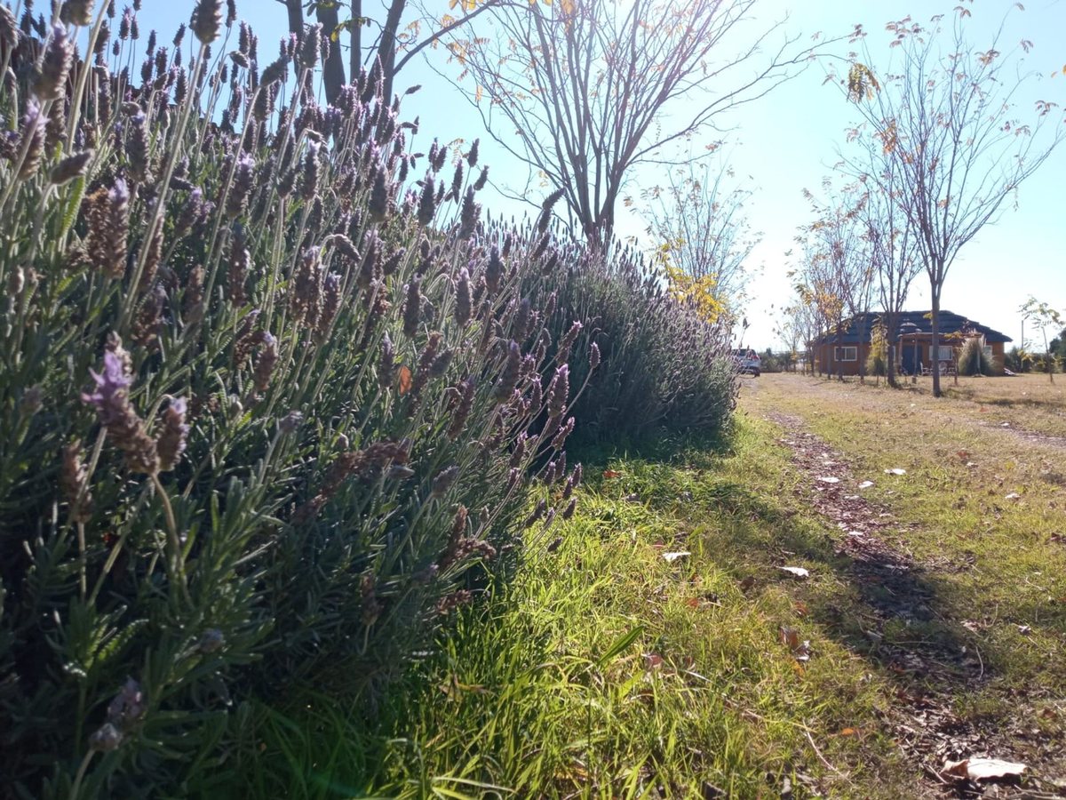 Campo en Venta en San Rafael, Mendoza