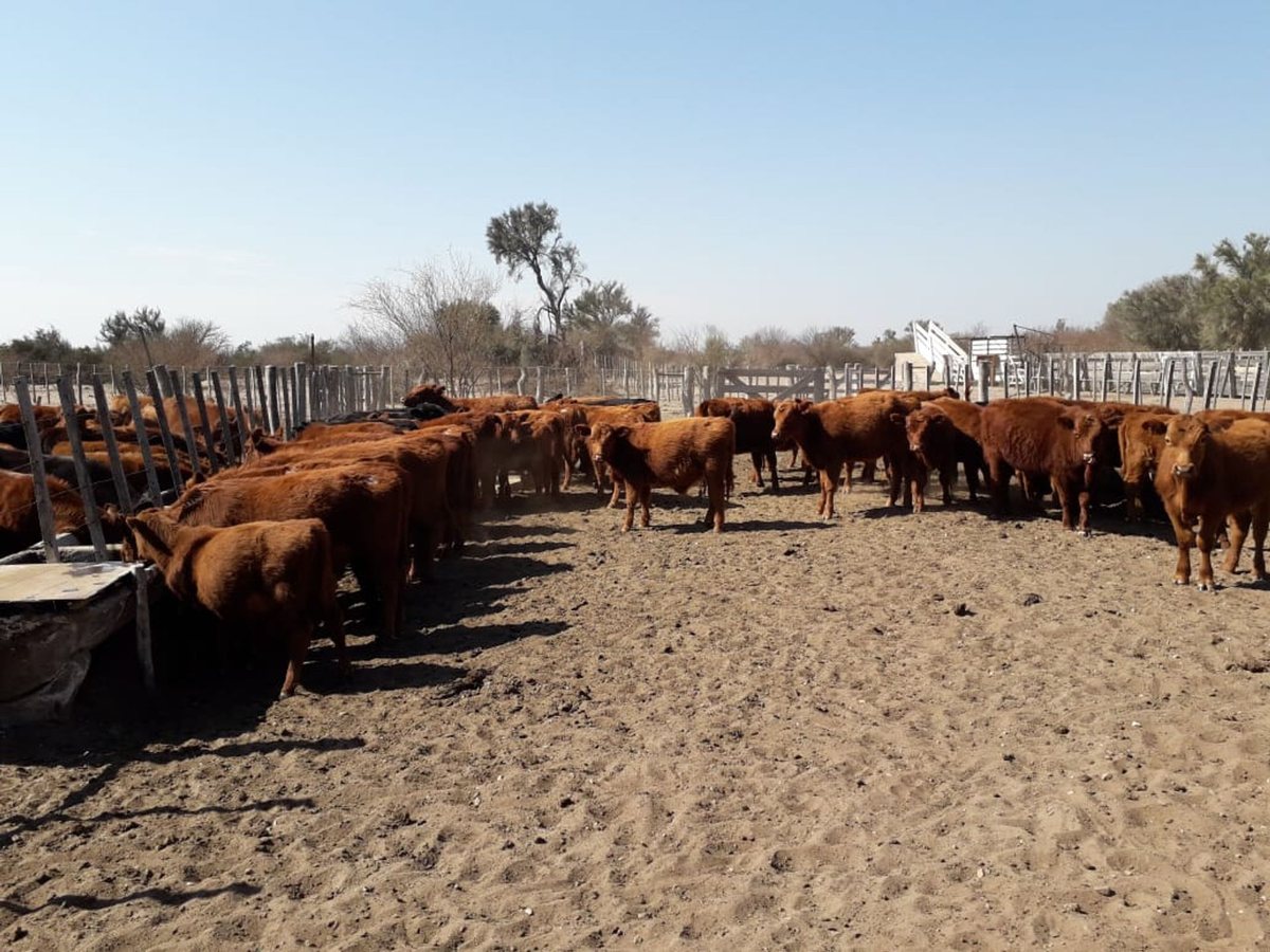 Campo en Venta en La Paz, Mendoza